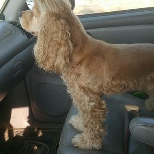 Meet your Posher, Ernesto